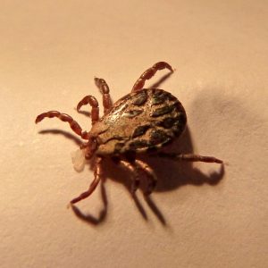 ticks have unique adaptations