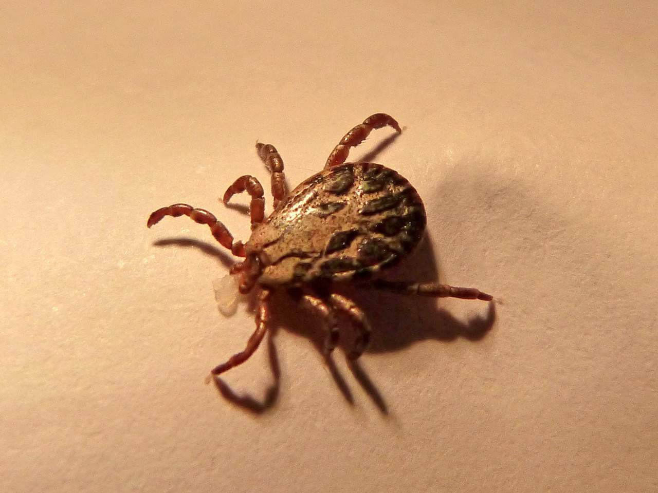 ticks have unique adaptations