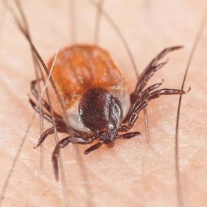 tick attached to human skin