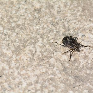 Bed bugs can crawl on the floor