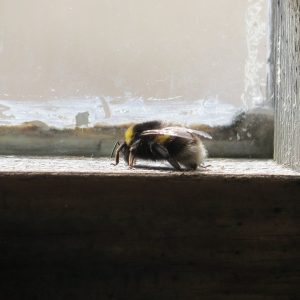 bumble bees in the window