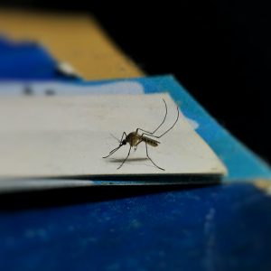 mosquitoes