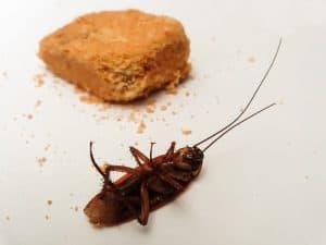 cockroaches in home