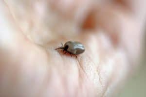ticks found at dog's skin