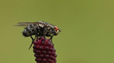 flies are a common pest