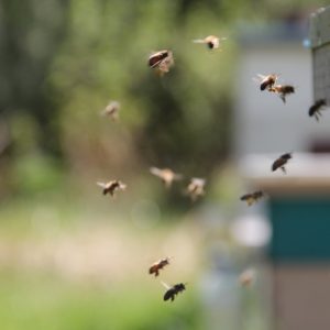 bees indoor