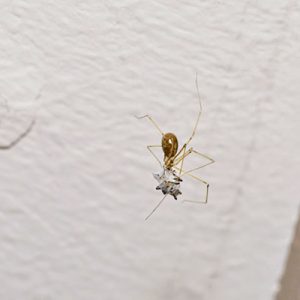 spider searching food