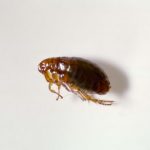 fleas infestations