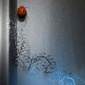 bed bugs in exterior cracks