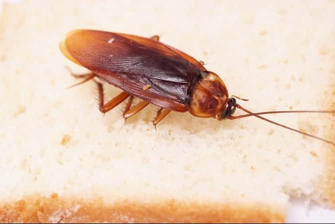 cockroaches in your home