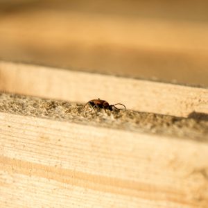 brown insect on a white wooden frame