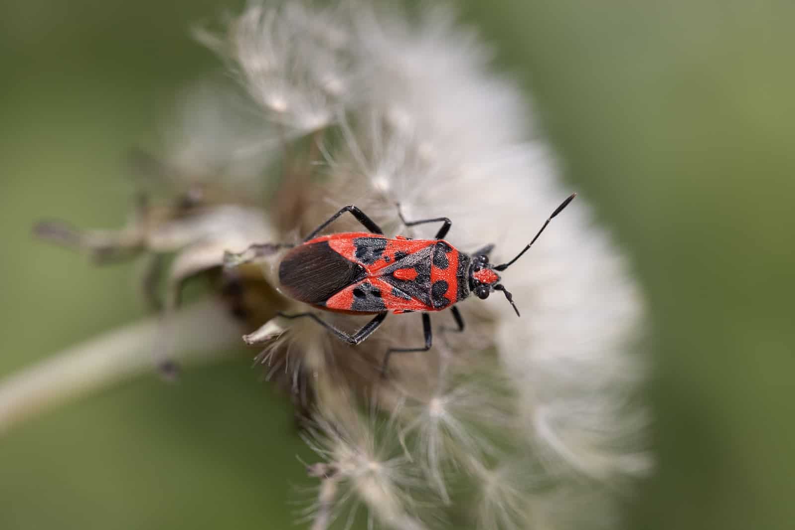 red and black bug on white flower