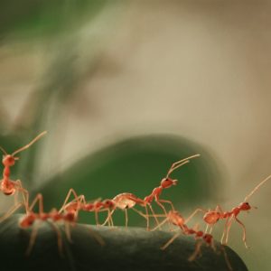 Ants hunting food