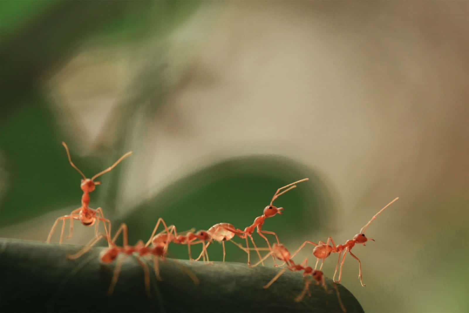 Ants hunting food