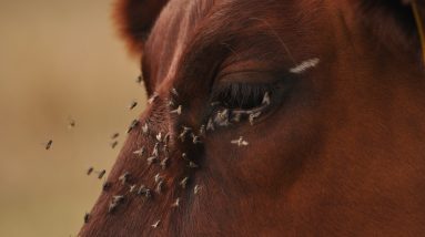 horse flies