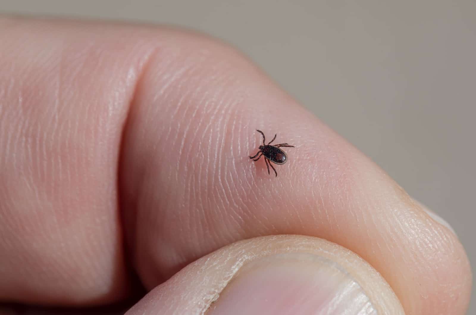 ticks found from pet