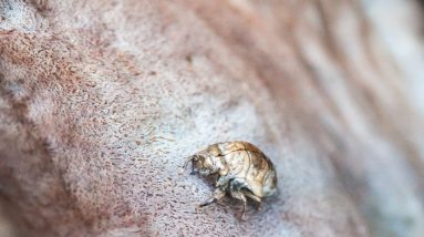 brown insect on brown surface