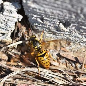 yellowjackets