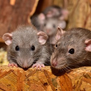house mice from invading your home