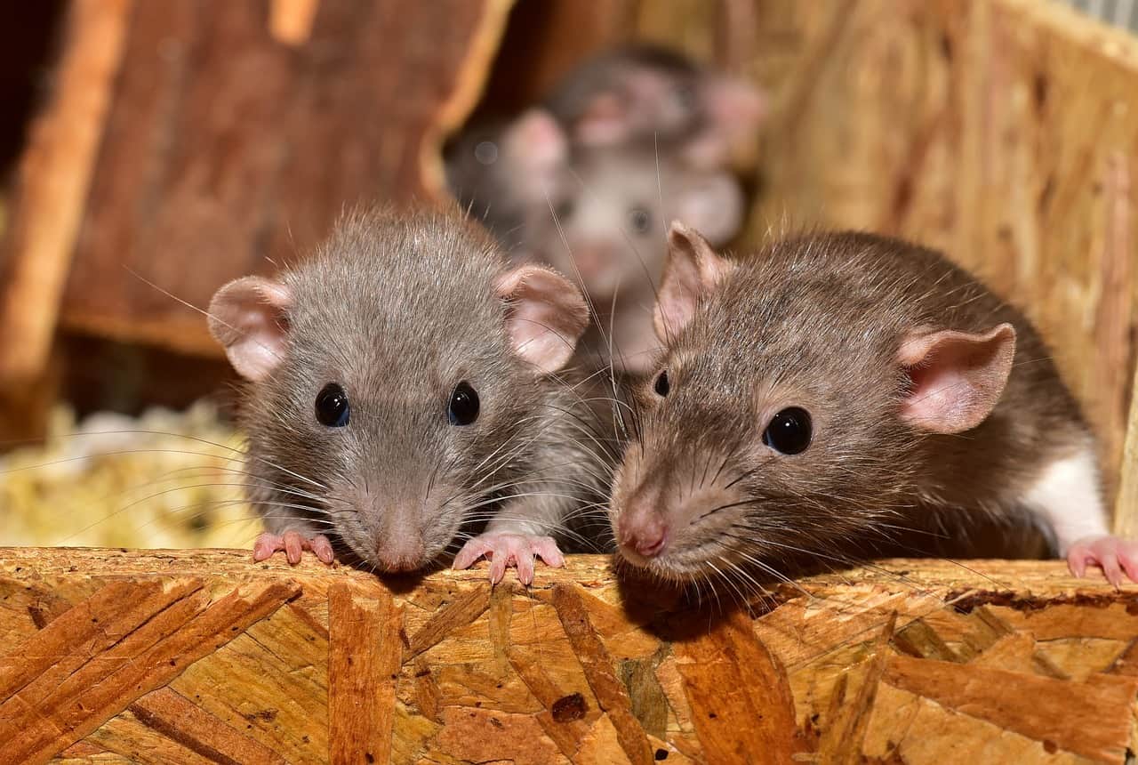 house mice from invading your home