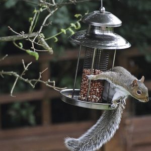 squirrels get inside a home