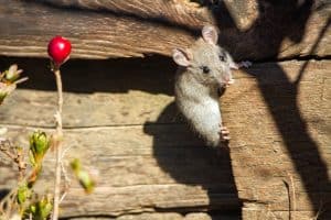mouse on brown wooden surface