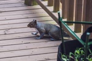 gray squirrel on brown wooden fence