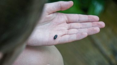 Get bed bugs to check out, permanently 2 black bug on persons hand